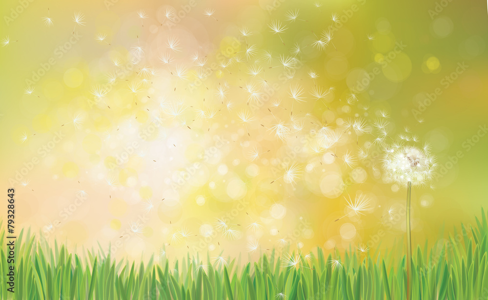 Vector  spring background with white dandelion.