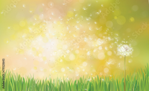 Vector spring background with white dandelion.