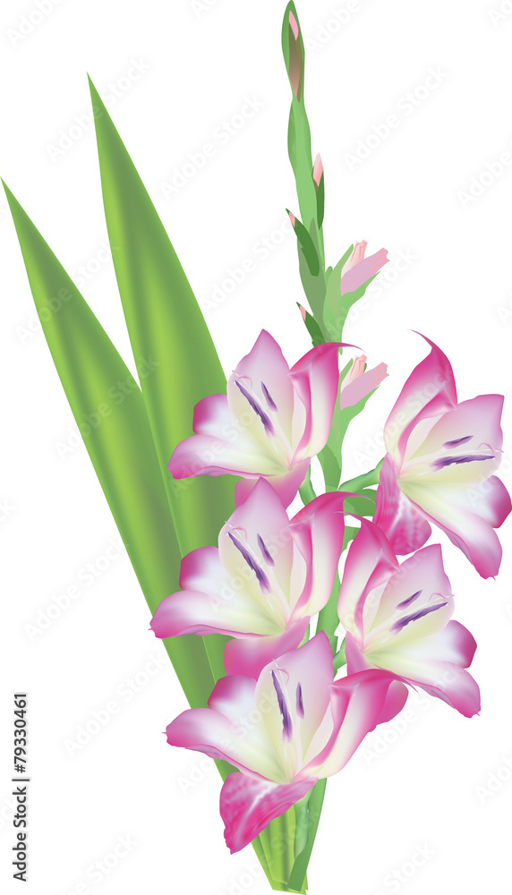 light pink gladiolus flower isolated on white