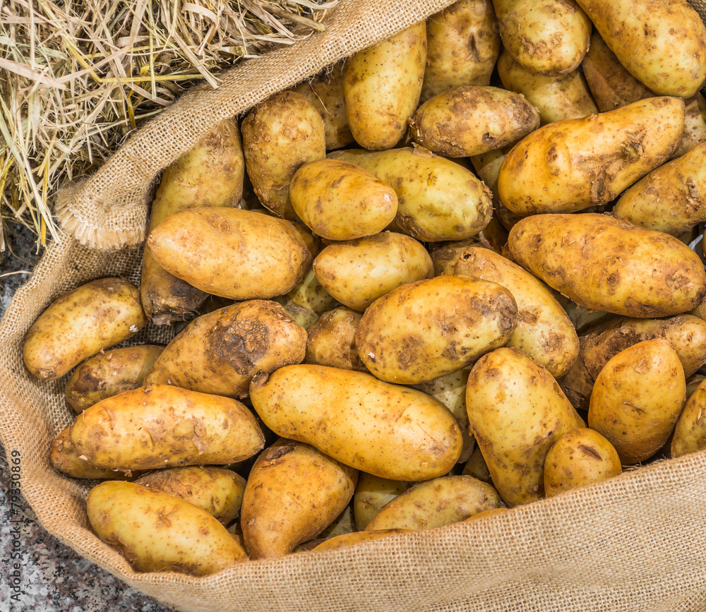 Harvest potatoes in burlap sack on rustic background Harvest potatoes in burlap sack on rustic background
