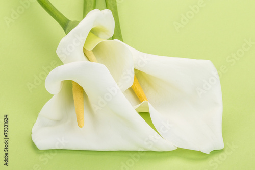 Fototapeta Naklejka Na Ścianę i Meble -  white calla lilly flowers on green