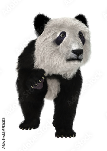 Fototapeta Naklejka Na Ścianę i Meble -  Panda Bear