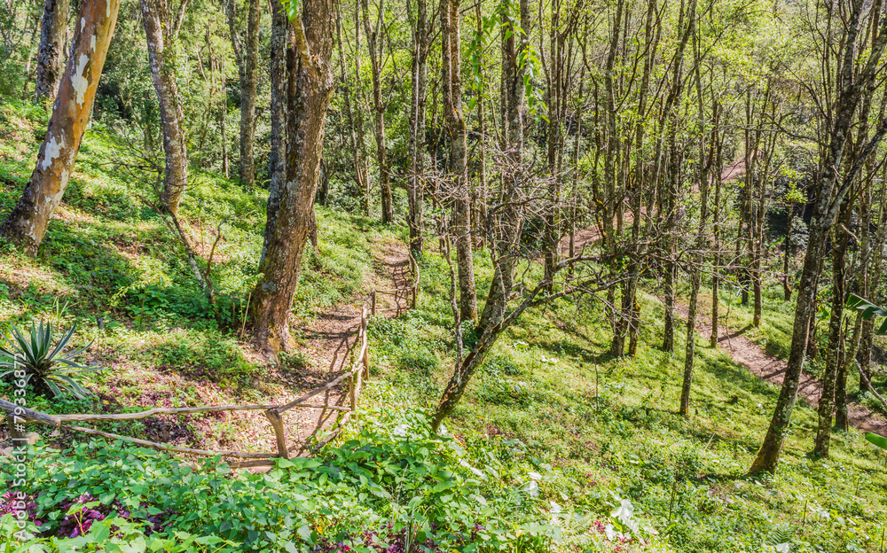 Fototapeta premium Path in the forest or park