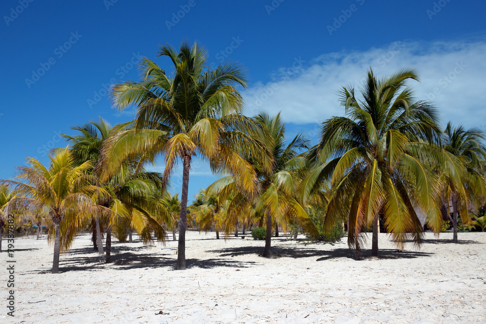 Palm trees on white sand, Cayo Largo del Sur - Cuba Palm trees on white sand, Cayo Largo del Sur - Cuba