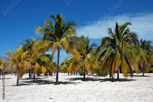 Palm trees on white sand  Cayo Largo del Sur - Cuba
