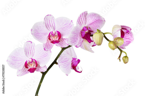 Fototapeta Naklejka Na Ścianę i Meble -  White orchid