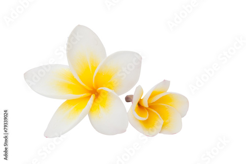 Plumeria flower isolated on the white background