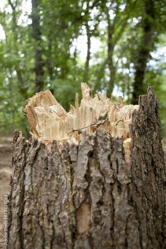 stump in the forest