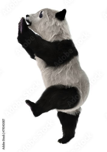 Fototapeta Naklejka Na Ścianę i Meble -  Panda Bear