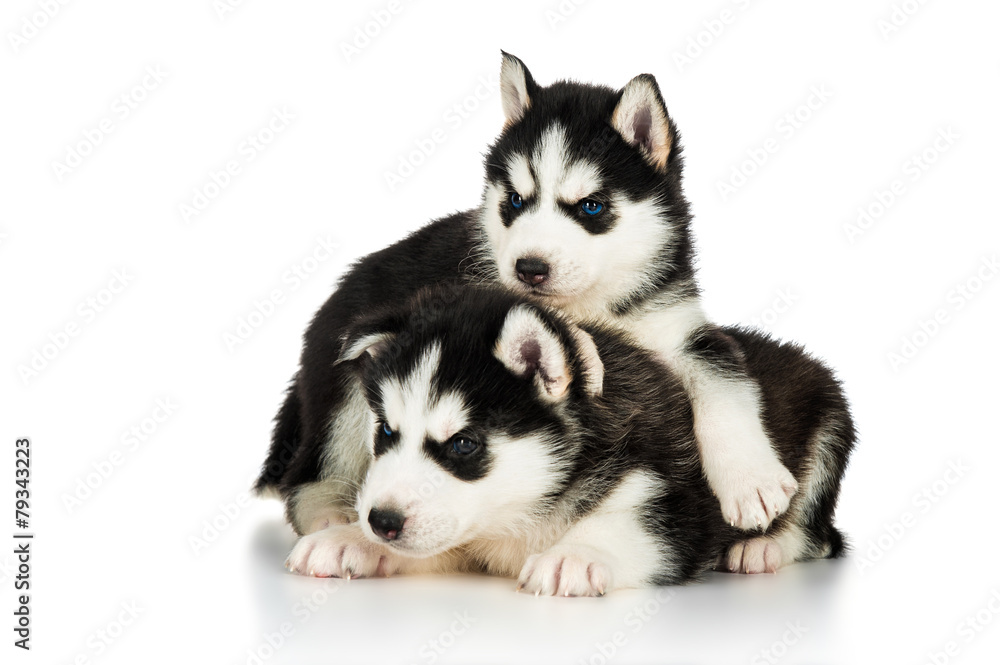 Two cute husky puppies