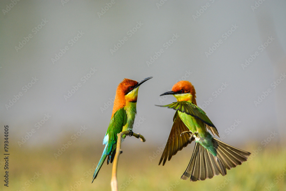 Bird Bird