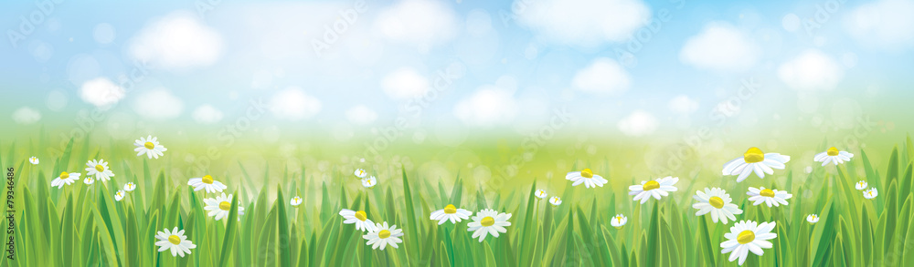 Naklejka premium Vector summer landscape, blue sky , meadow with chamomiles.
