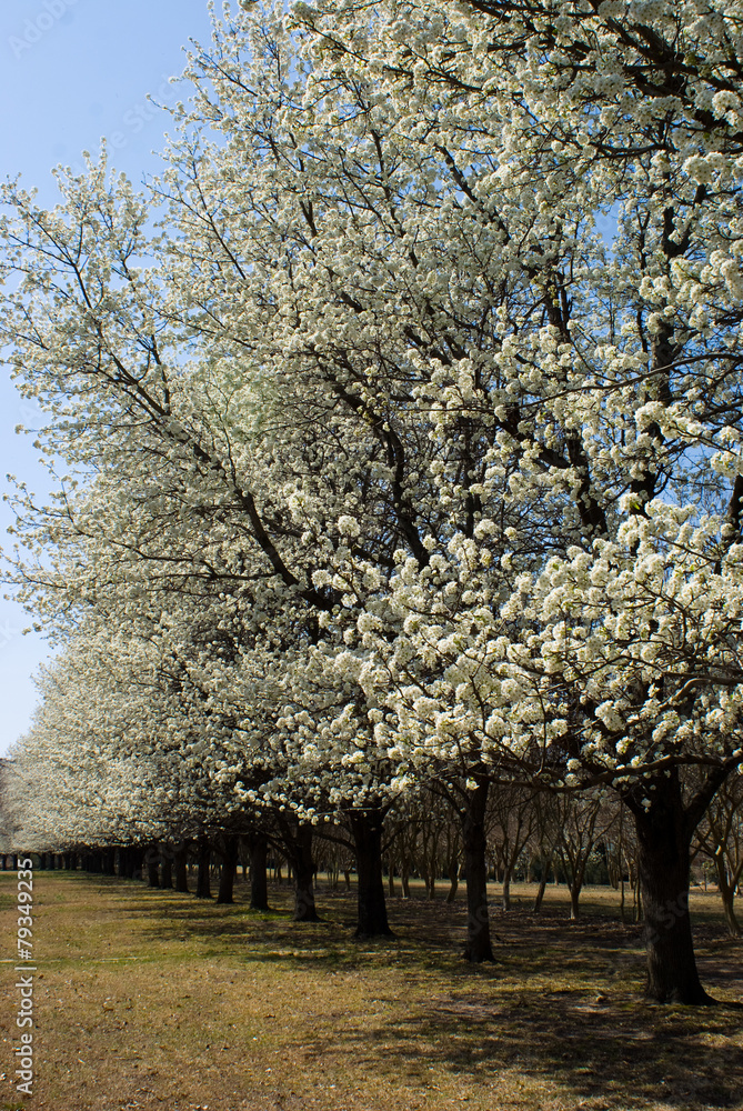 Fototapeta premium Flowering Trees