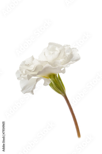 Fototapeta Naklejka Na Ścianę i Meble -  spring flower