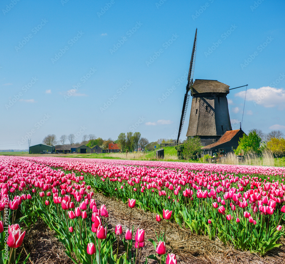 Dutch windmill and tulip field