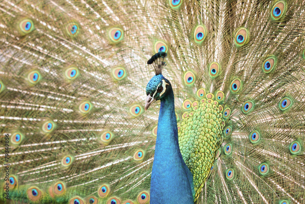 Obraz premium Peacock With Tail Extended