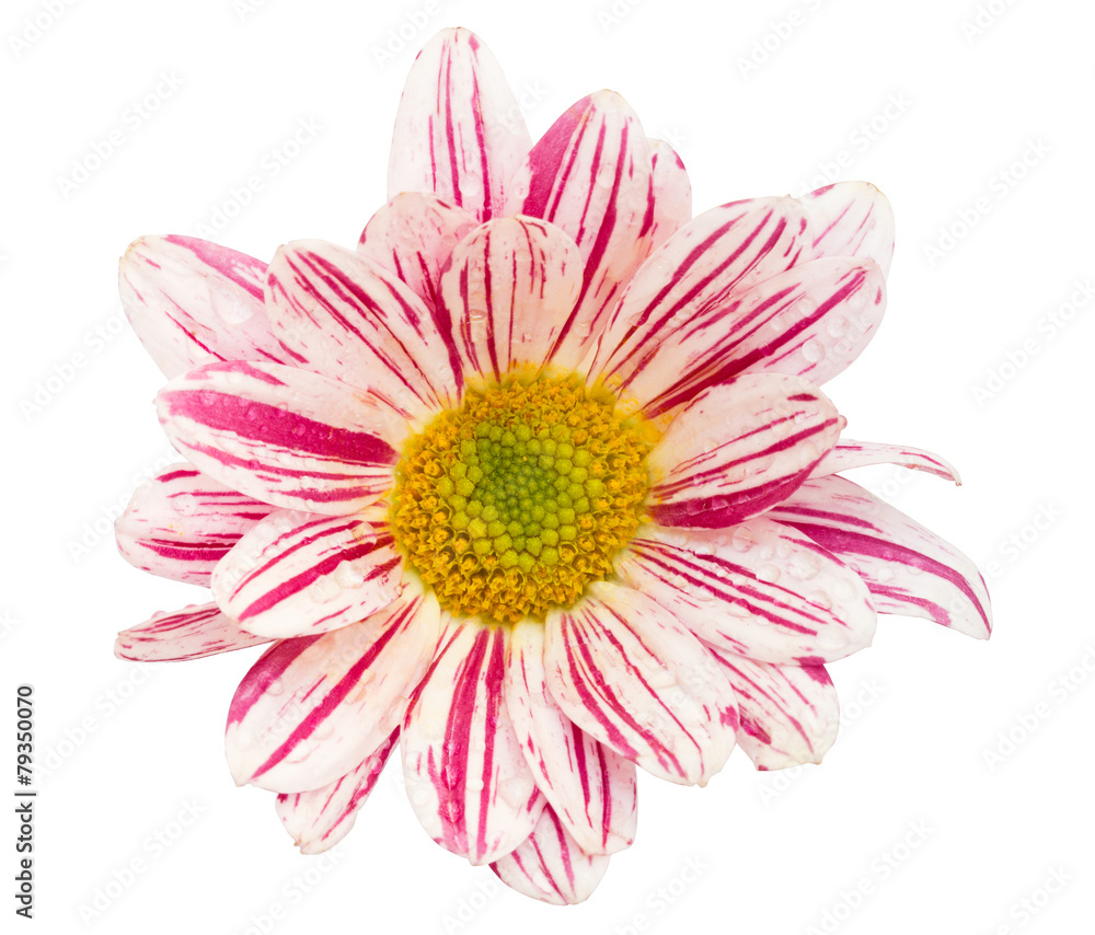 beauty chrysanthemum flower isolated on white beauty chrysanthemum flower isolated on white