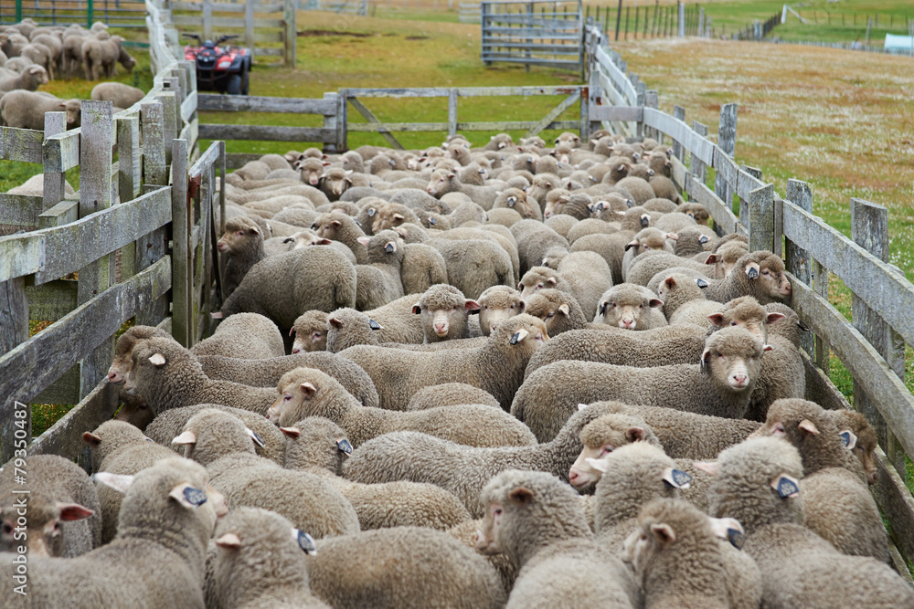 Naklejka premium Sheep in a Corral on the Falkland Islands