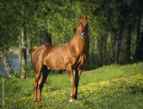 portrait of chestnut arabian horse