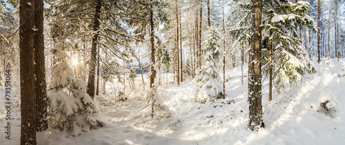 Winter, snow-covered forest on a sunny day. Winter landscape. pa