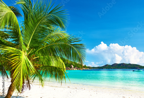 Fototapeta Naklejka Na Ścianę i Meble -  Beautiful beach with palm tree at Seychelles