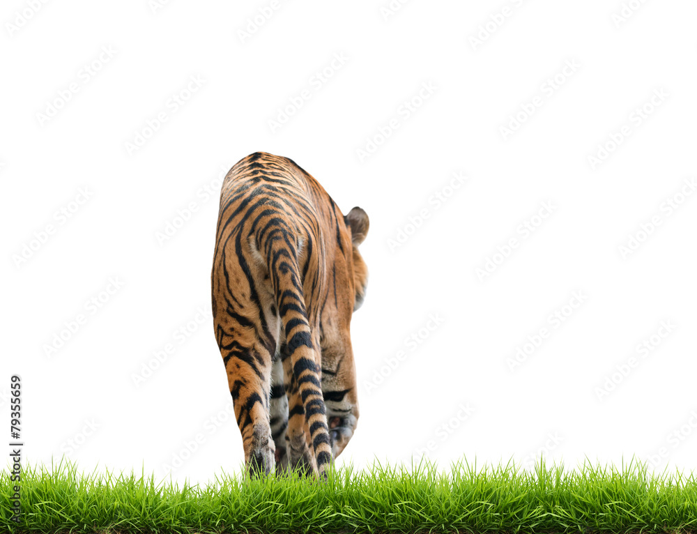 Fototapeta premium bengal tiger isolated