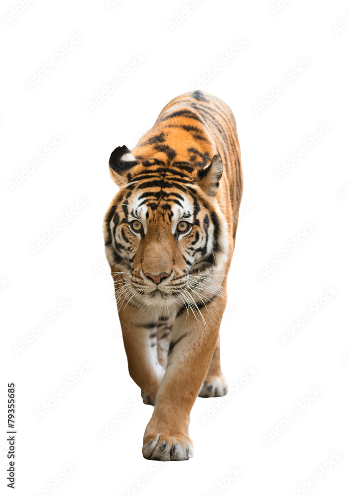Fototapeta premium bengal tiger isolated