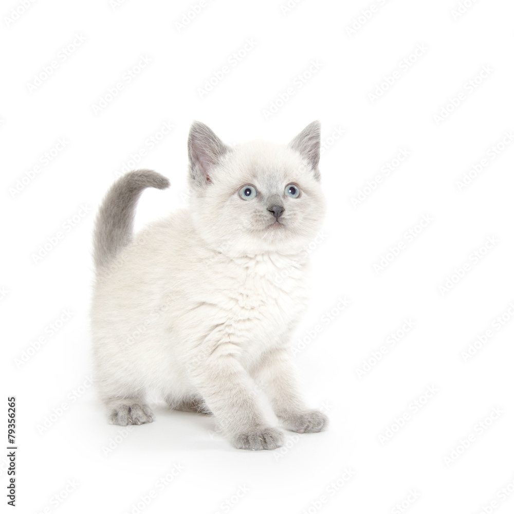 Obraz premium Cute kitten playing