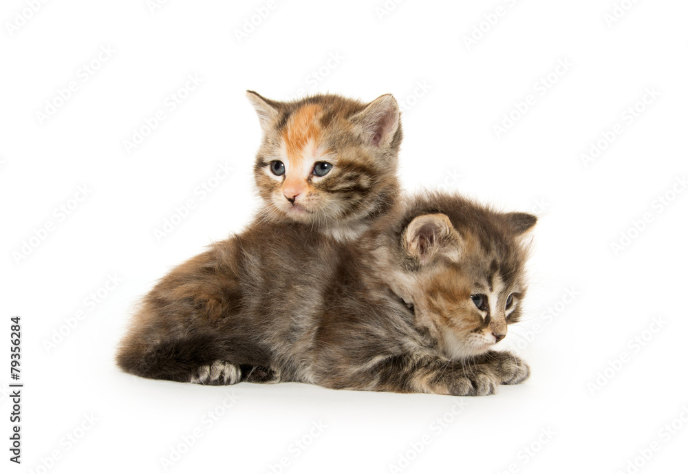 Obraz premium Two cute kittens