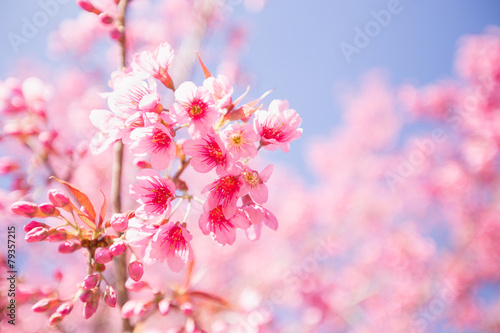 Pink Sakura flower blooming. © dewam40