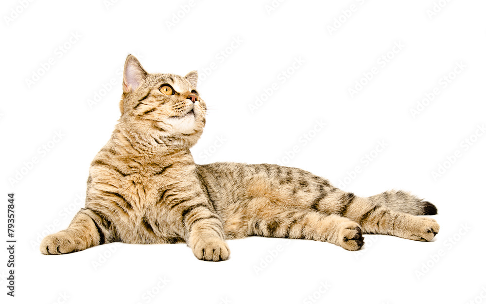 Obraz premium Cat Scottish Straight lying looking up