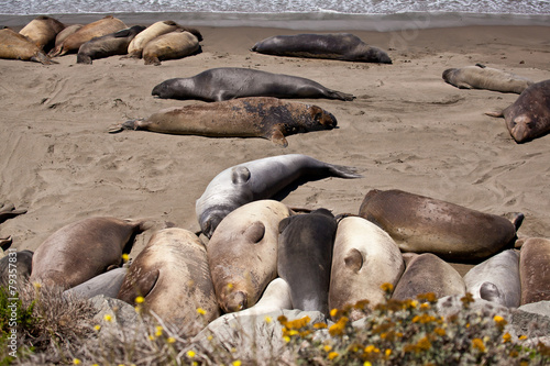 USA - Pacific Coast Highway one - seals cololny