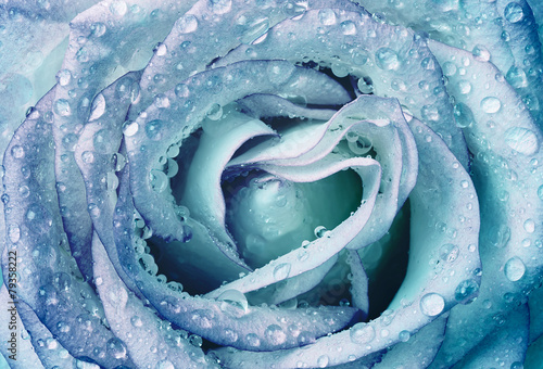beautiful wet blue rose