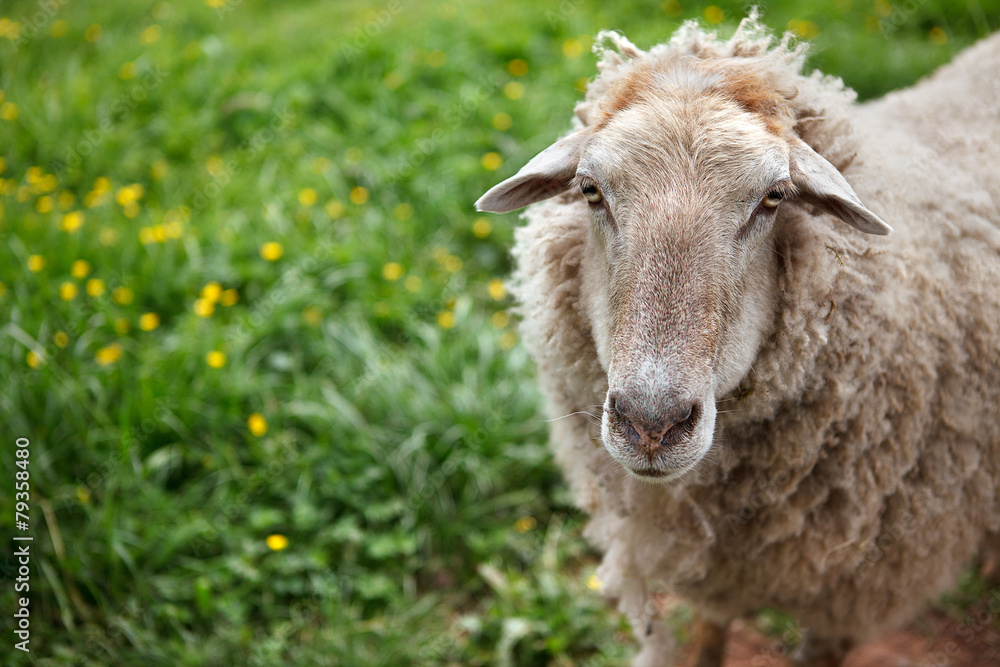 Sheep Portrait