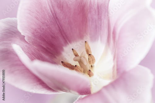 Fototapeta Naklejka Na Ścianę i Meble -  Pink tulip macro