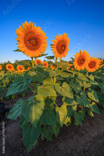 Sunflowers in the field at sunrise