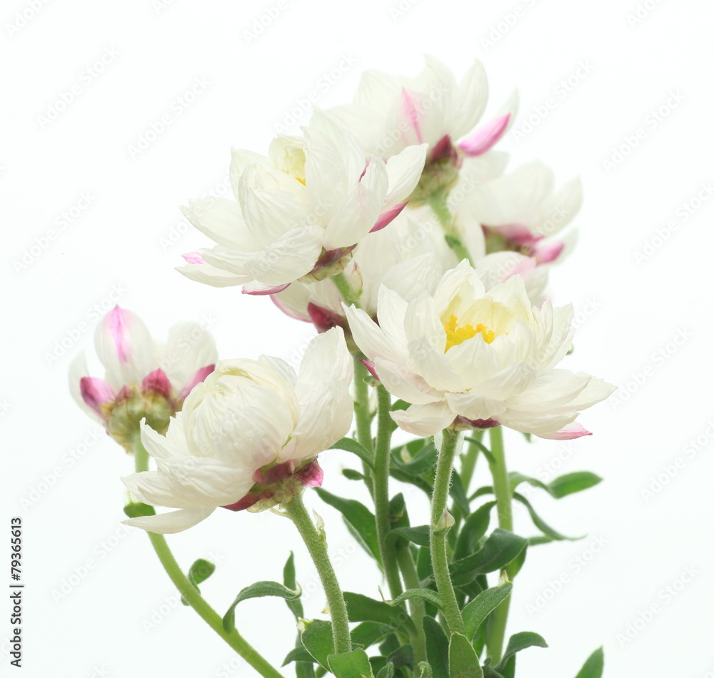 花かんざし 花かんざし