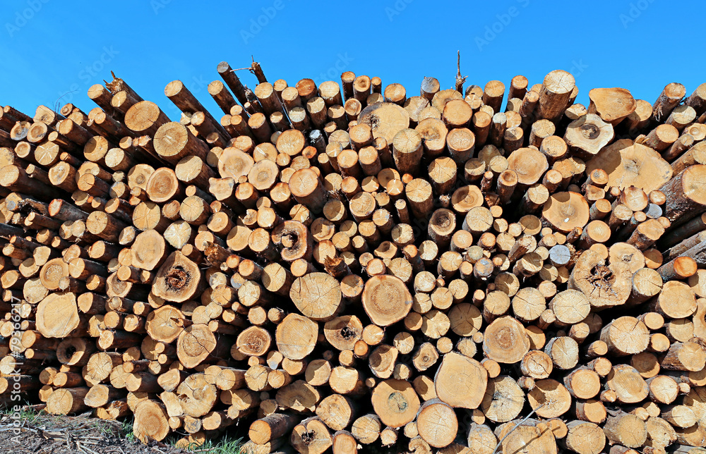 Harvesting timber logs