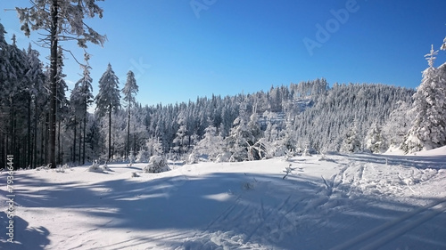 Snow covered trees © Roman's portfolio