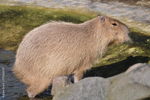 Wasserschwein photo