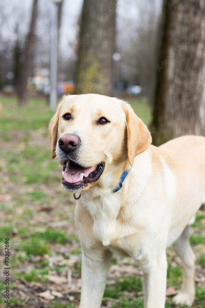 Labrador retriever dog waiting for you to throw the ball Labrador retriever dog waiting for you to throw the ball