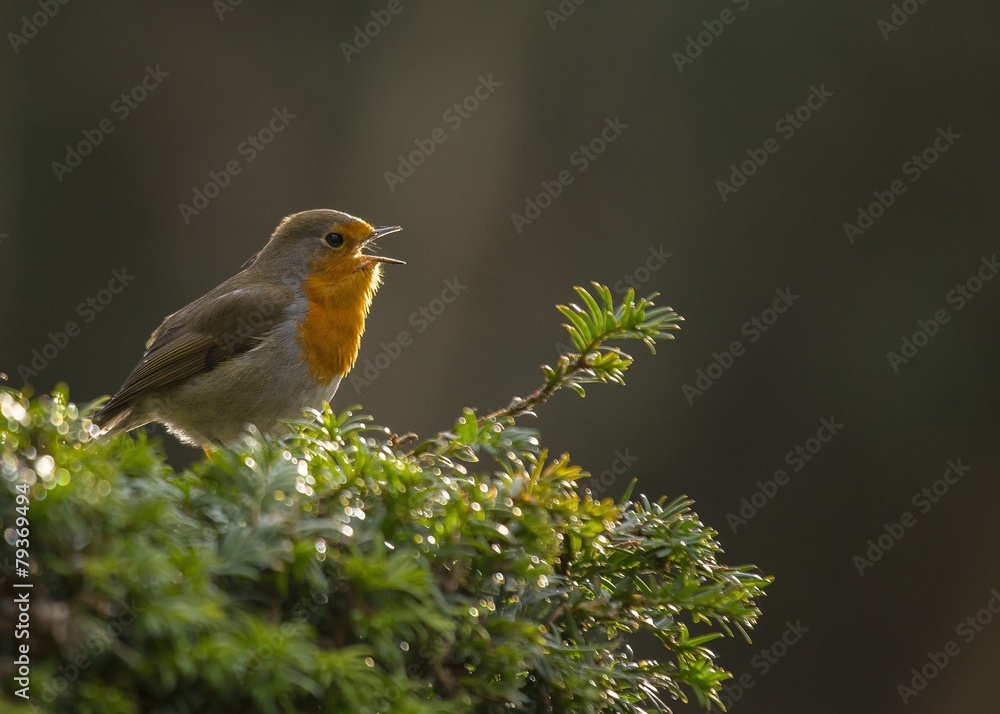 Robin Red Breast Robin Red Breast