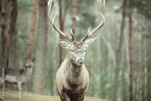 Red deer stag in autumn fall forest © Voyagerix