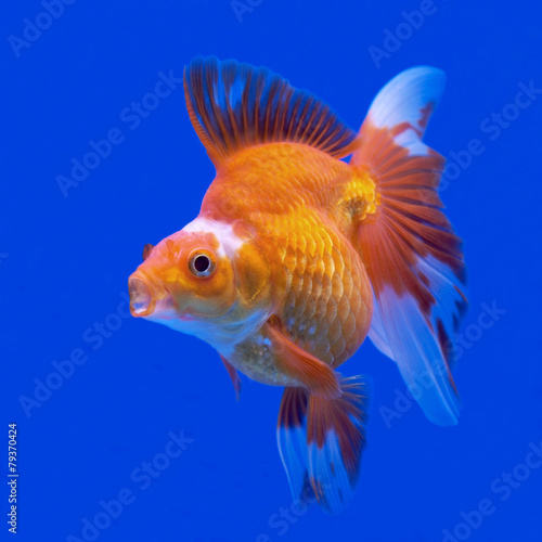 goldfish © leisuretime70
