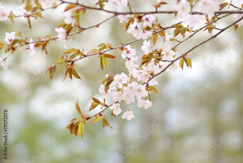 山桜