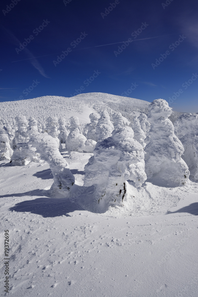 西吾妻山の樹氷群 西吾妻山の樹氷群