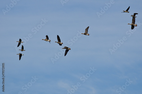 Flock of Greater White-Fronted Geese Flying in a Blue Sky © rck