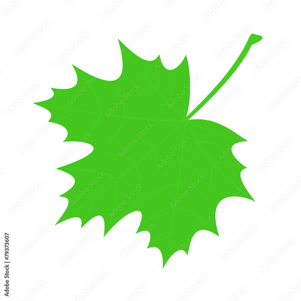 Fototapeta premium Green maple leaf.