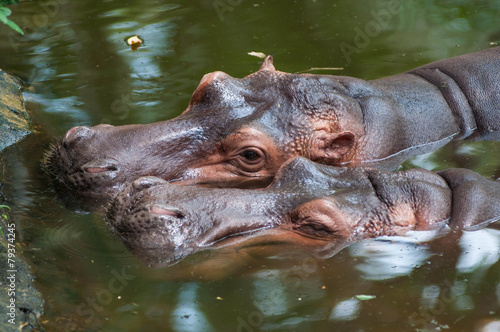 huge brown hippo lies in the water.