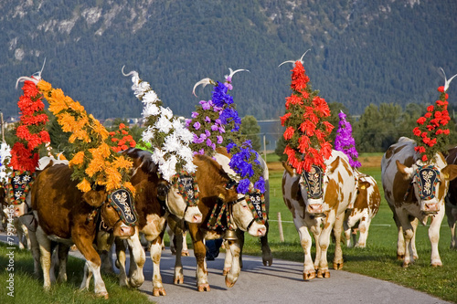 Almabtrieb